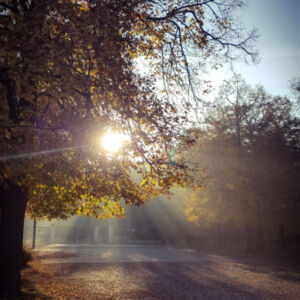 Promienie coraz śmielej przenikają drzewa